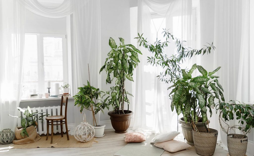 decoración nórdica plantas